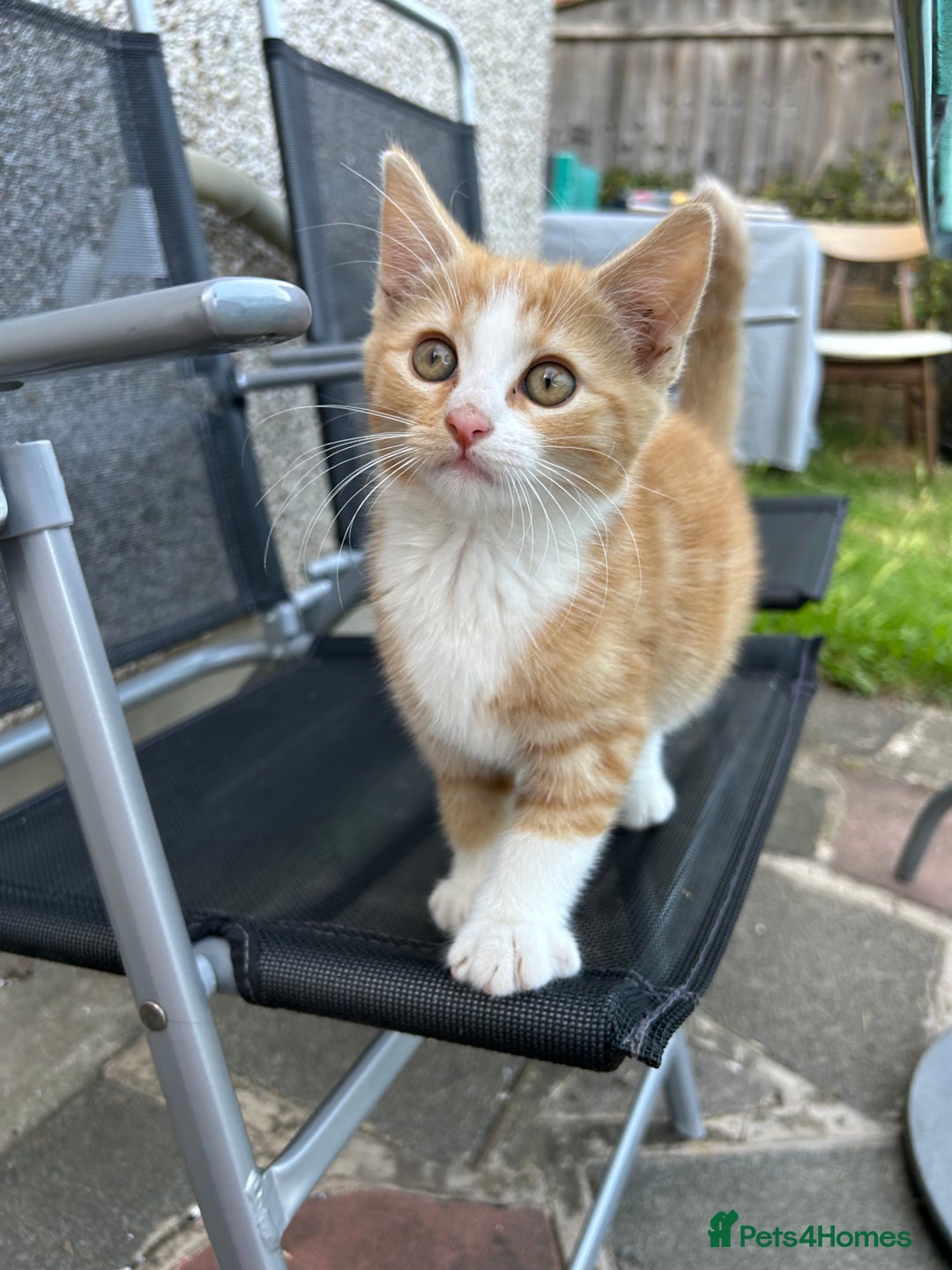 Mixed Breed cats for sale: Amazing kittens  - Image 4