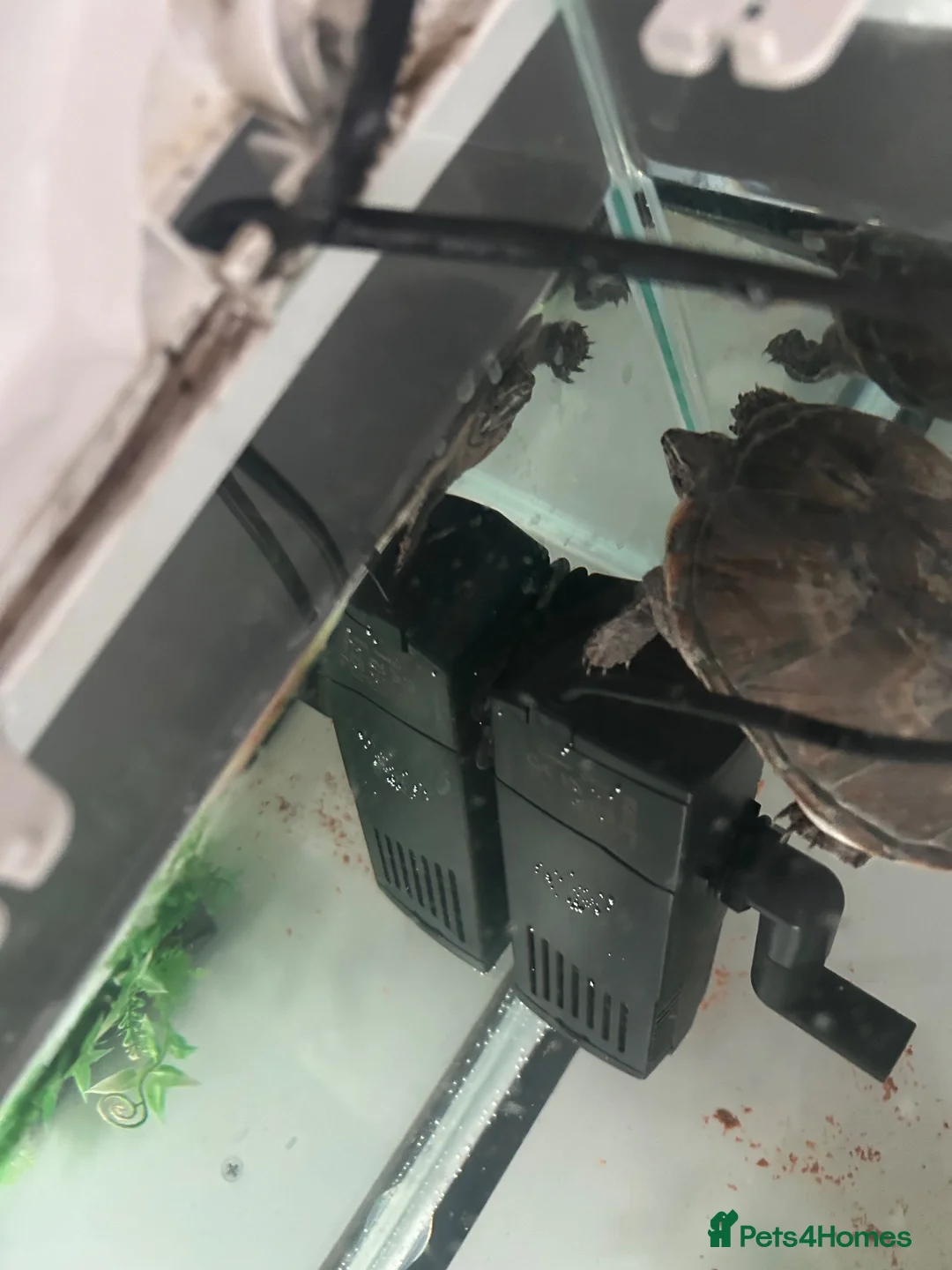 Turtle reptiles for sale: Common Musk Turtle in Clacton-on-Sea - Advert 6