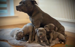Staffordshire Bull Terrier dogs for sale: Ready for Their Forever Homes Now - Image 26
