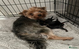 Yorkshire Terrier dogs for sale: PEDIGREE MINI YORKSHIRE TERRIER, VACCINATED,   - Image 2
