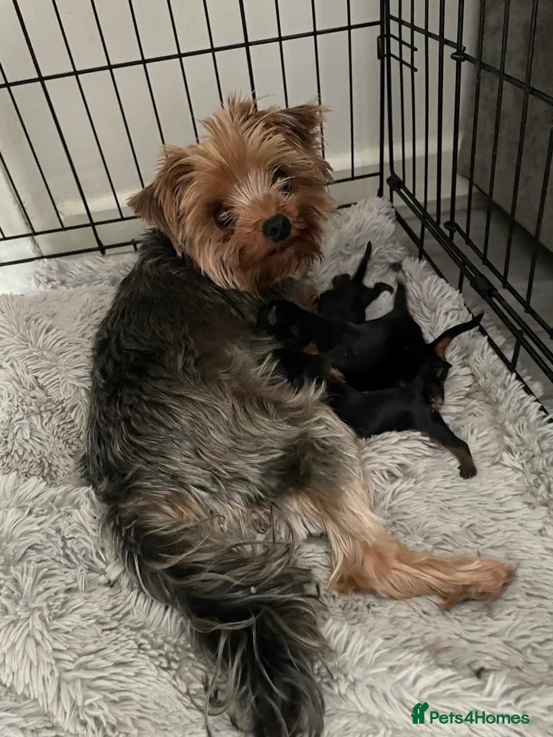 Yorkshire Terrier dogs for sale: PEDIGREE MINI YORKSHIRE TERRIER, VACCINATED,   - Image 2
