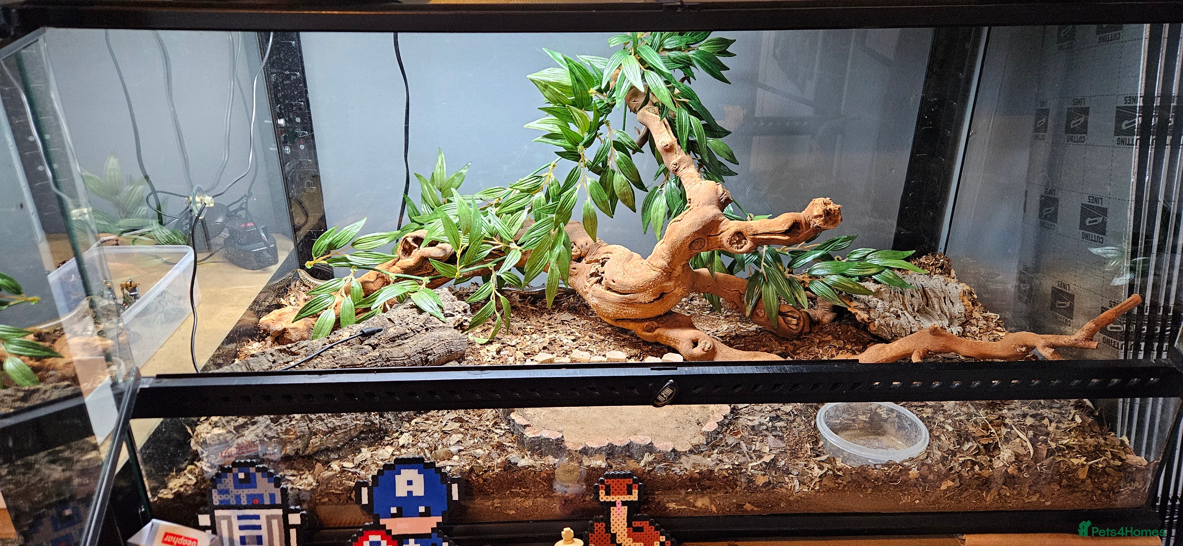 Skink reptiles X4 ocellated skinks and set up - Advert 1