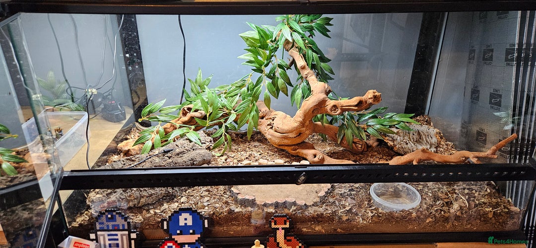 Skink reptiles for sale: X4 ocellated skinks and set up - Advert 1