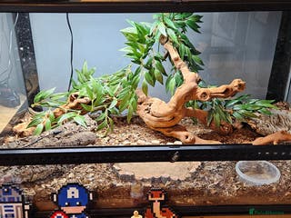 Skink reptiles X4 ocellated skinks and set up - Advert 1