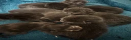 Russian Blue cats for sale: Mixed blue Russian kittens - Advert 14