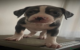 American Bully dogs for sale: Beautiful Tri colour American bully puppy’s  - Image 15
