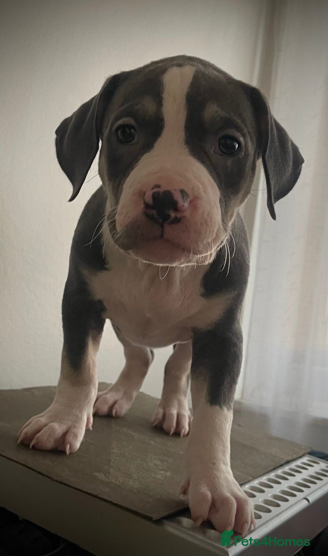 American Bully dogs for sale: Beautiful Tri colour American bully puppy’s  - Image 15