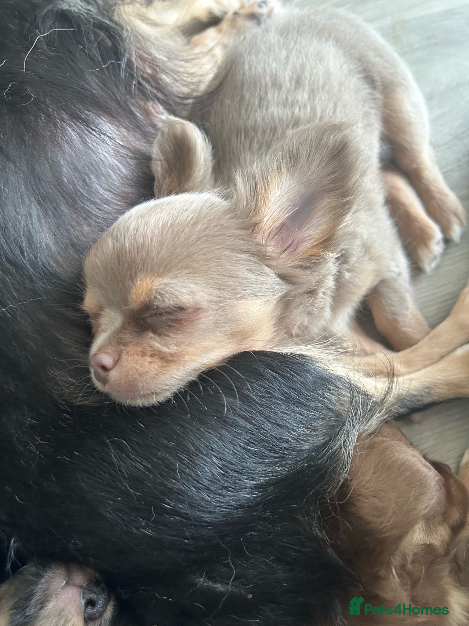 Chihuahua dogs KC LONG COAT CHIHUAHUAS - Advert 1