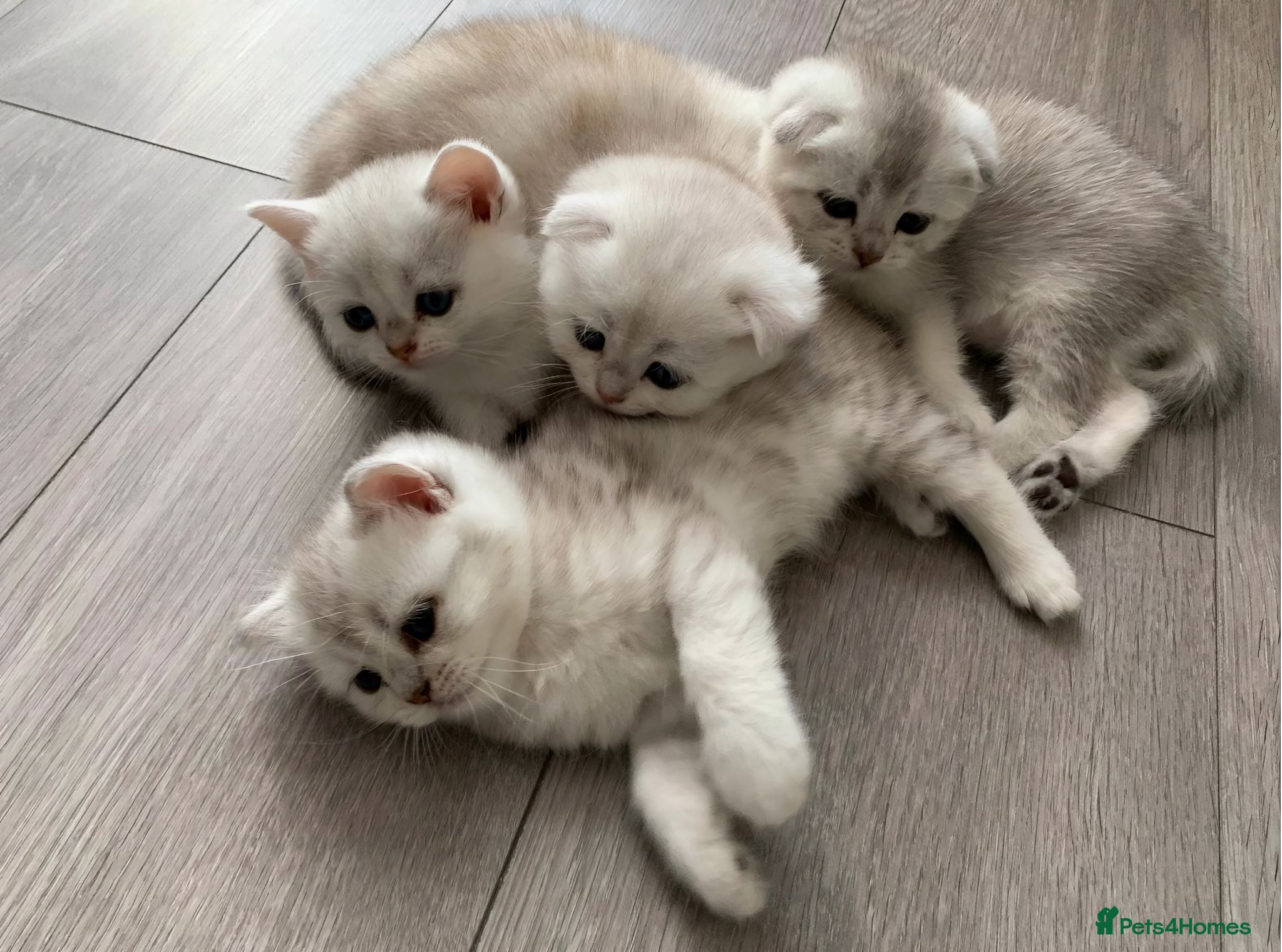 Scottish Fold cats Adorable Scottish Fold & Straight Kittens - Advert 2