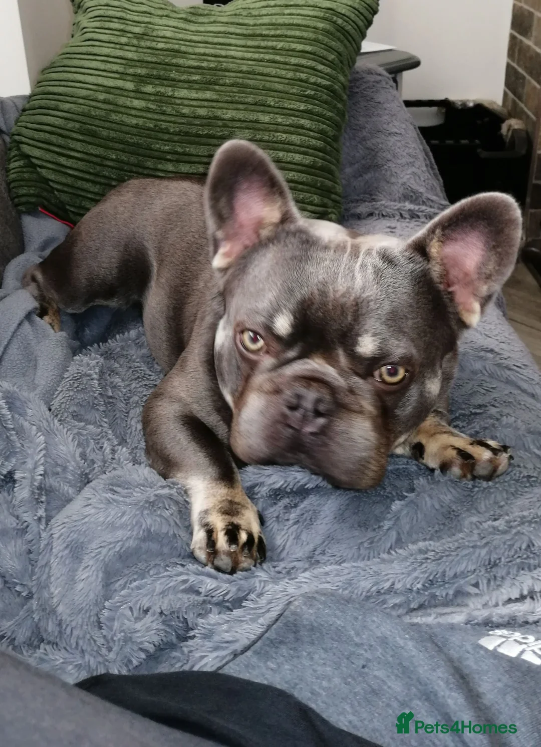French Bulldog dogs for stud: French bulldog (FINN) in Newcastle upon Tyne - Advert 2
