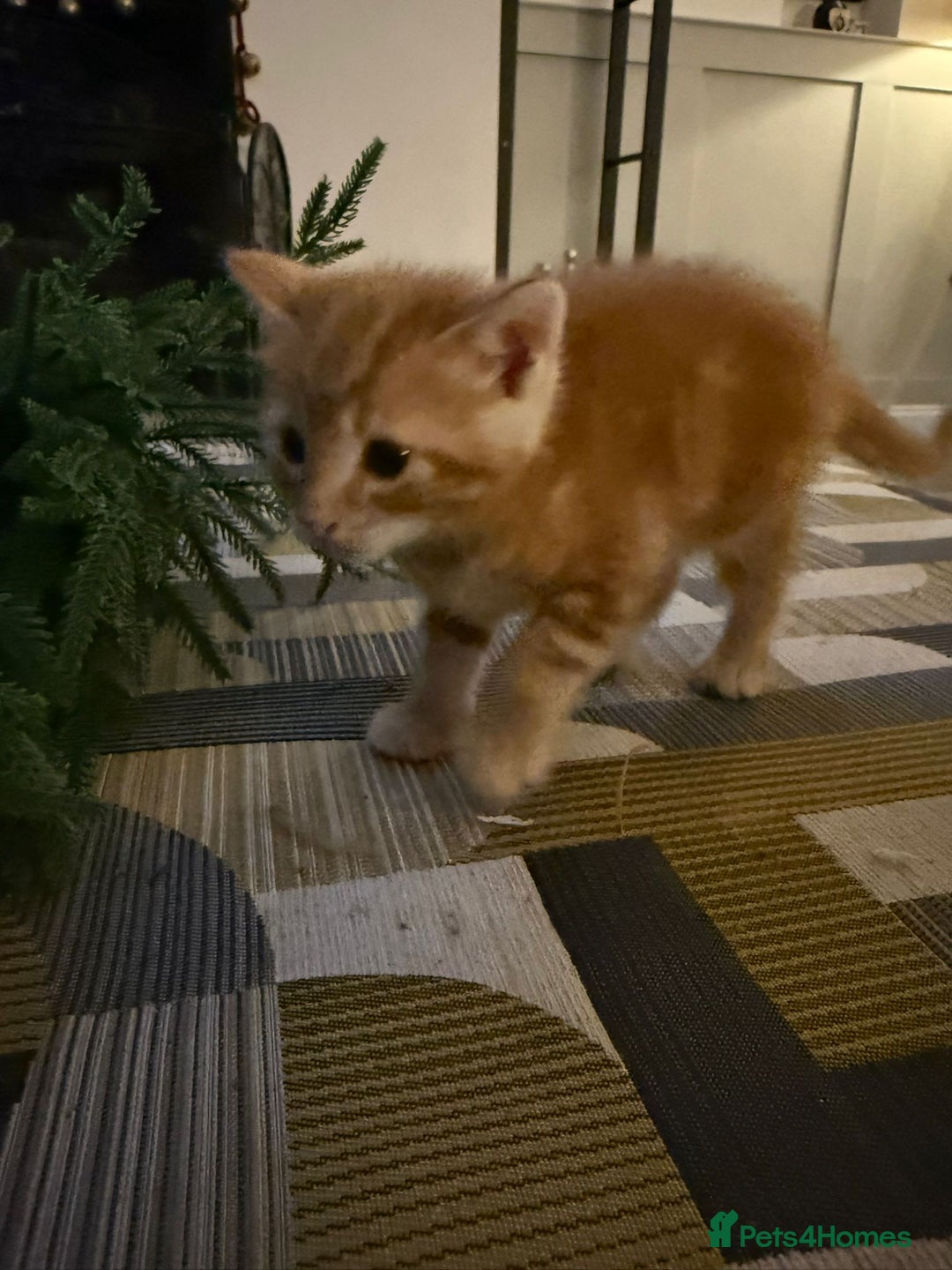 Mixed Breed cats for sale: Bengal mix  - Advert 5