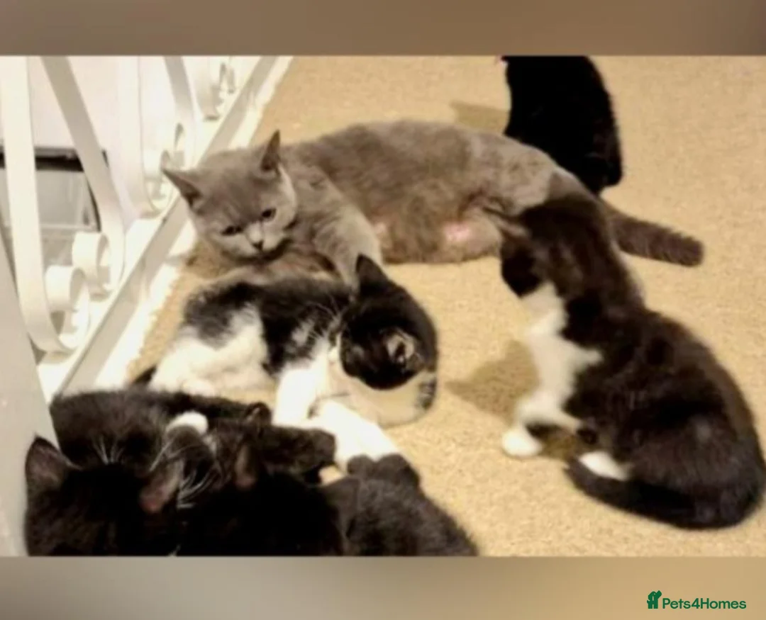 British Shorthair cats for sale: Kittens  in Leicester - Advert 2