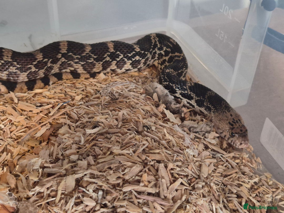 Snake reptiles for sale: Bullsnake for sale - Image 3