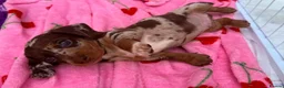 Miniature Dachshund dogs for sale: STUNNING MINIATURE DACHSHUNDS PUPPIES FOR SALE in Worcester - Advert 3