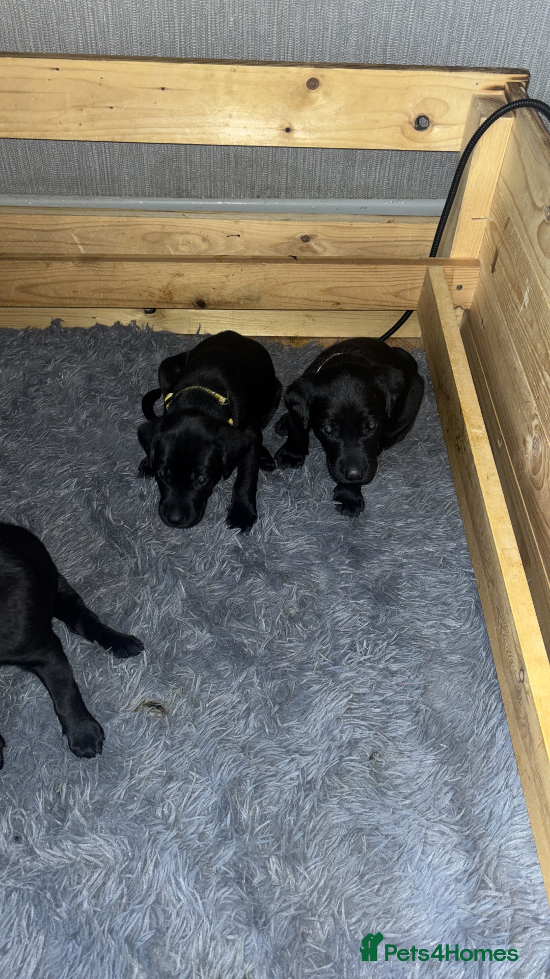 Labrador Retriever dogs for sale: Black Labrador pups for sale  - Advert 5