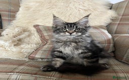 Maine Coon cats for sale: ⭐️Beautiful Maine Coon Kittens⭐️ - Image 8