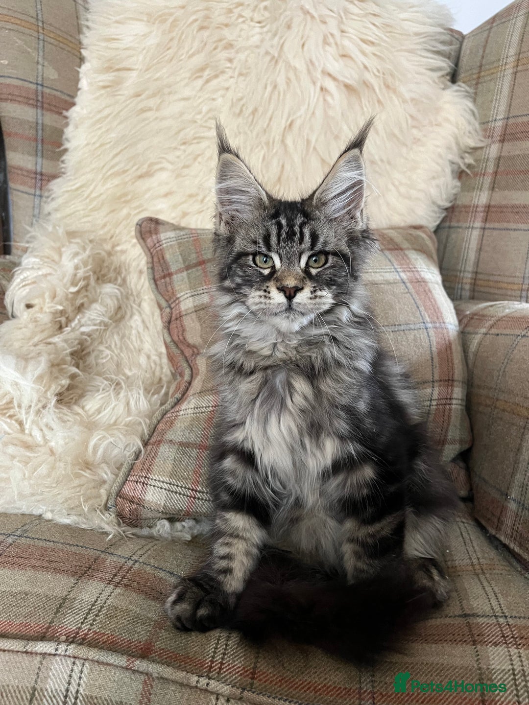 Maine Coon cats for sale: ⭐️Beautiful Maine Coon Kittens⭐️ - Image 8