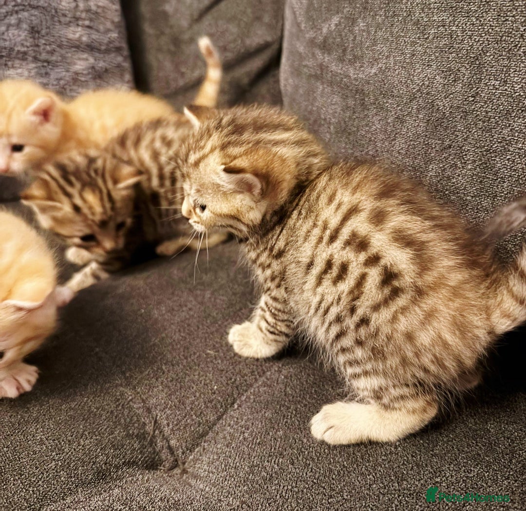 Bengal cats for sale: Absolutely Stunning Bengals  - Image 33