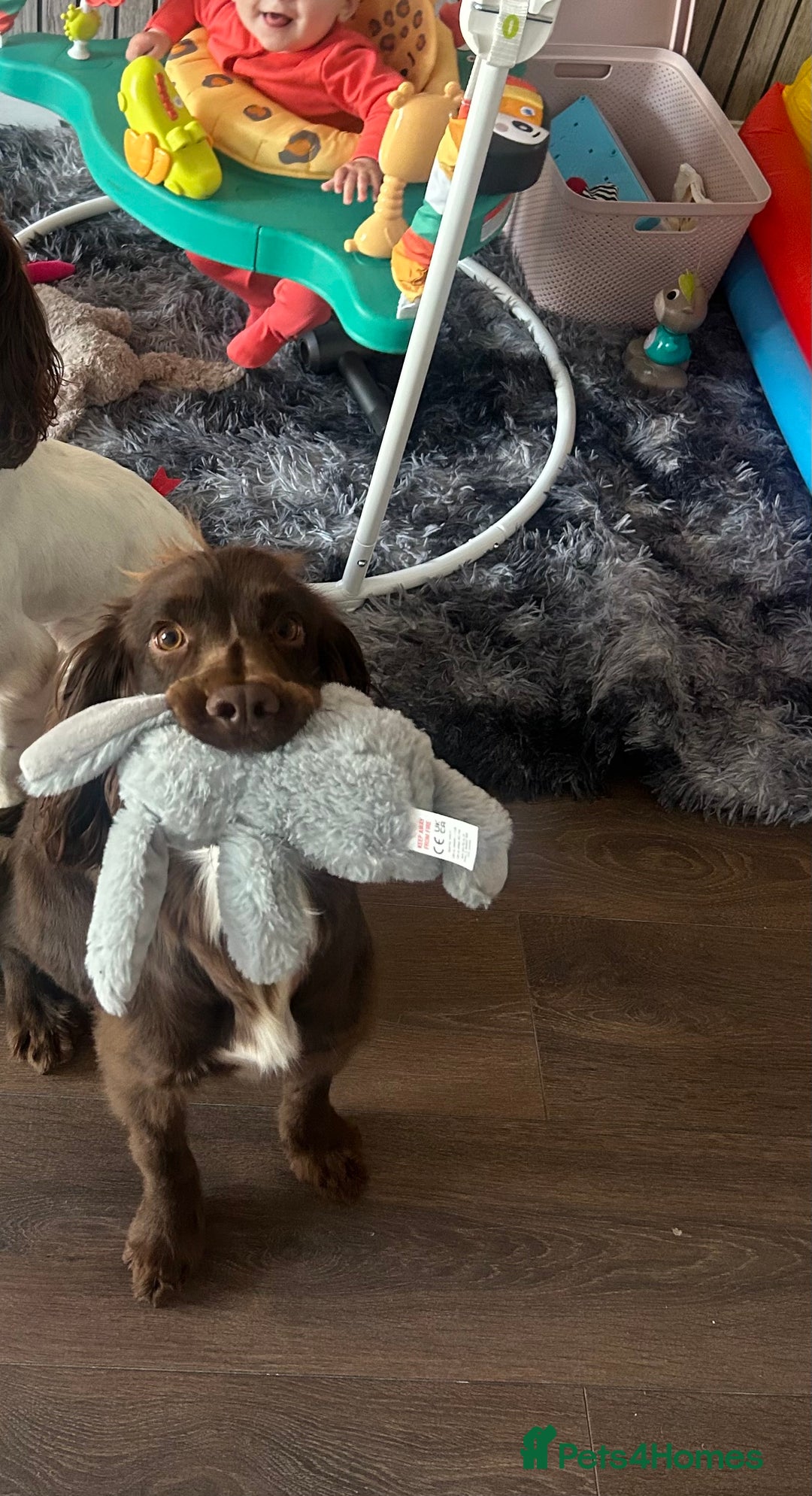 Cocker Spaniel dogs for sale: 2 year old male Chocolate Cocker Spaniel - Image 2