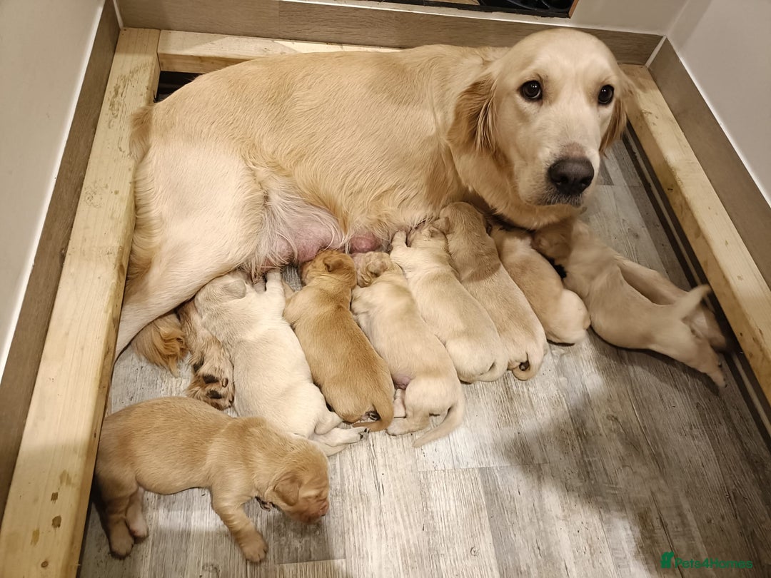 Golden Retriever dogs for sale: Amazing puppies  - Advert 7