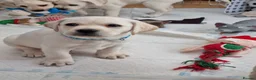 Labrador Retriever dogs for sale: STUNNING LABRADOR PUPPIES ONLY 1 GIRL LEFT. - Advert 7
