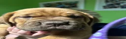 Mixed Breed dogs for sale: Dogue de Bordeaux and boerboel mix puppies  in Bangor - Advert 9