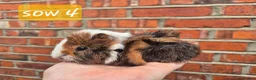Guinea Pig rodents for sale: Ready to reserve  - Advert 13