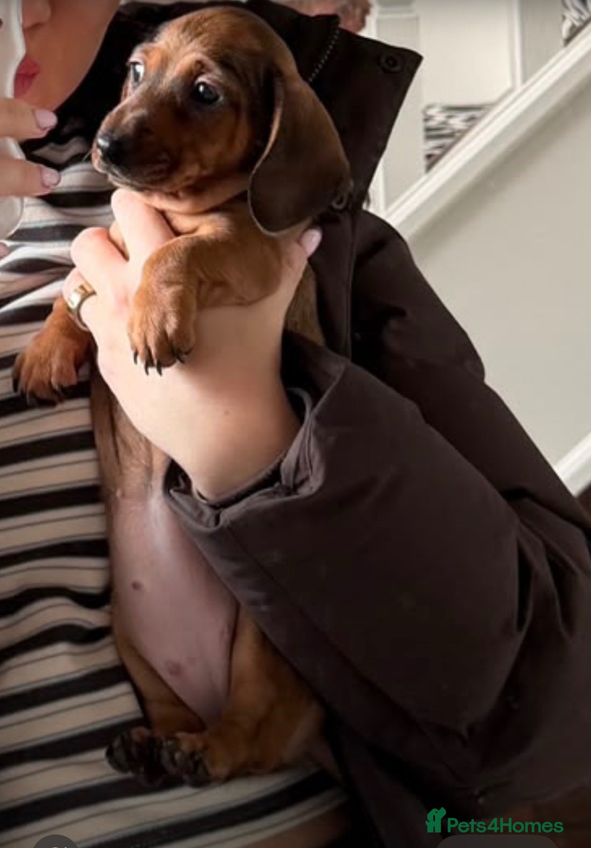 Miniature Dachshund dogs ⭐️REDUCED⭐️Beautiful KC Registered Puppy Bitch - Advert 2
