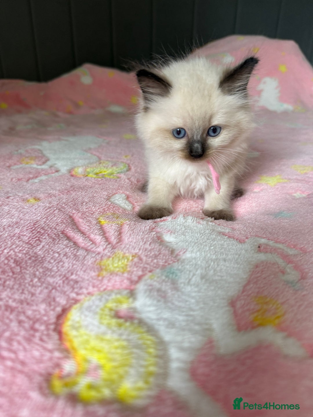Ragdoll cats for sale: Gorgeous Ragdoll type Kitten - Image 5