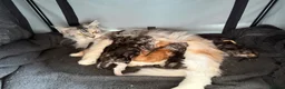 Maine Coon cats for sale: Stunning mainecoon kittens ready November/december - Advert 1