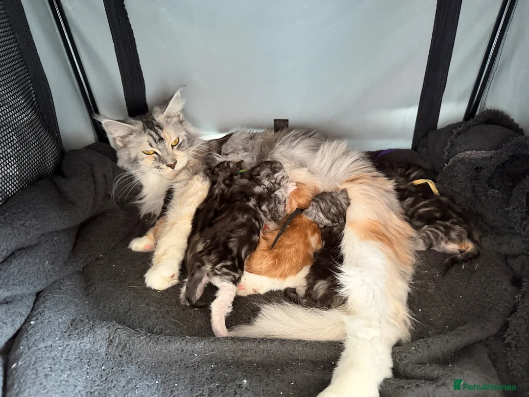 Maine Coon cats for sale: Stunning mainecoon kittens ready November/december - Advert 1