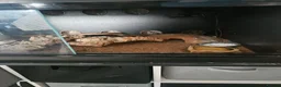 Leopard Gecko reptiles for sale: Leopard gecko for sale  in Doncaster - Advert 8