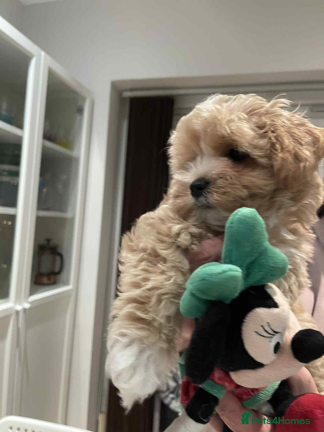 Maltipoo dogs for sale: Maltipoo girl puppy for sale  - Advert 3