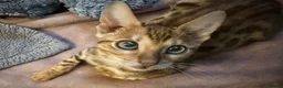 Bengal cats for sale: Stunning male Bengal  - Advert 10