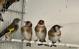 Finches birds for sale: Finches  - Image 2