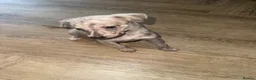 Whippet dogs for sale: 2 Stunning KC registered boys left - Advert 8