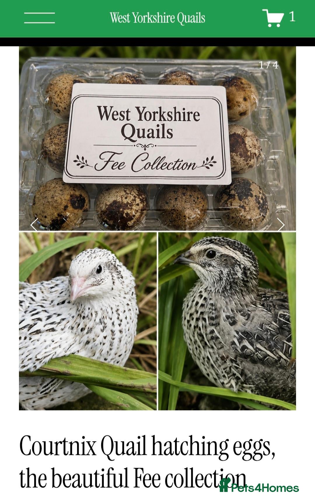 Quail poultry Coturnix quail hatching eggs fee collection x12  - Advert 1