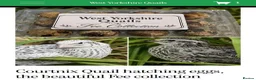 Quail poultry for sale: Coturnix quail hatching eggs fee collection x12  - Advert 1