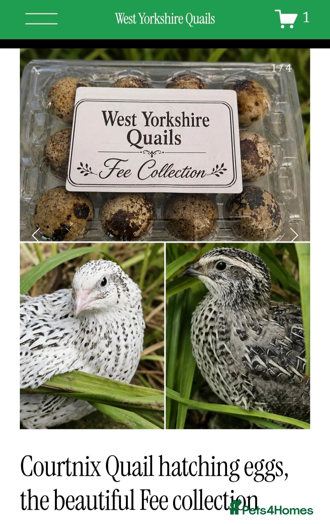 Quail poultry for sale: Coturnix quail hatching eggs fee collection x12  - Advert 1