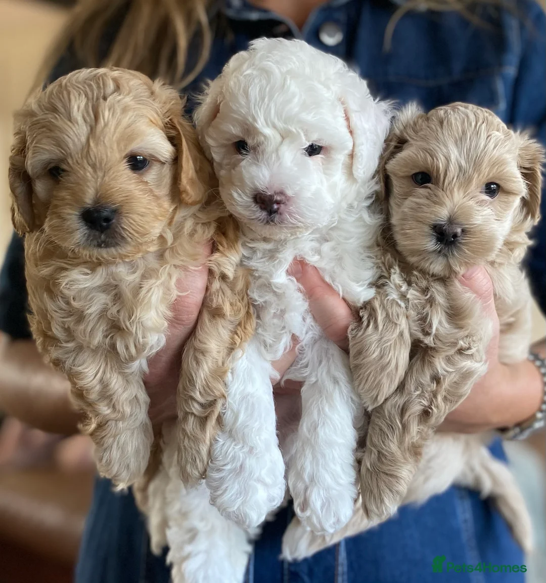 Maltipoo dogs for stud: Maltipoo Stud in Trowbridge - Advert 8
