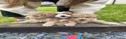 Poochon dogs for sale: Beautiful poochon puppies  in Corwen - Advert 4