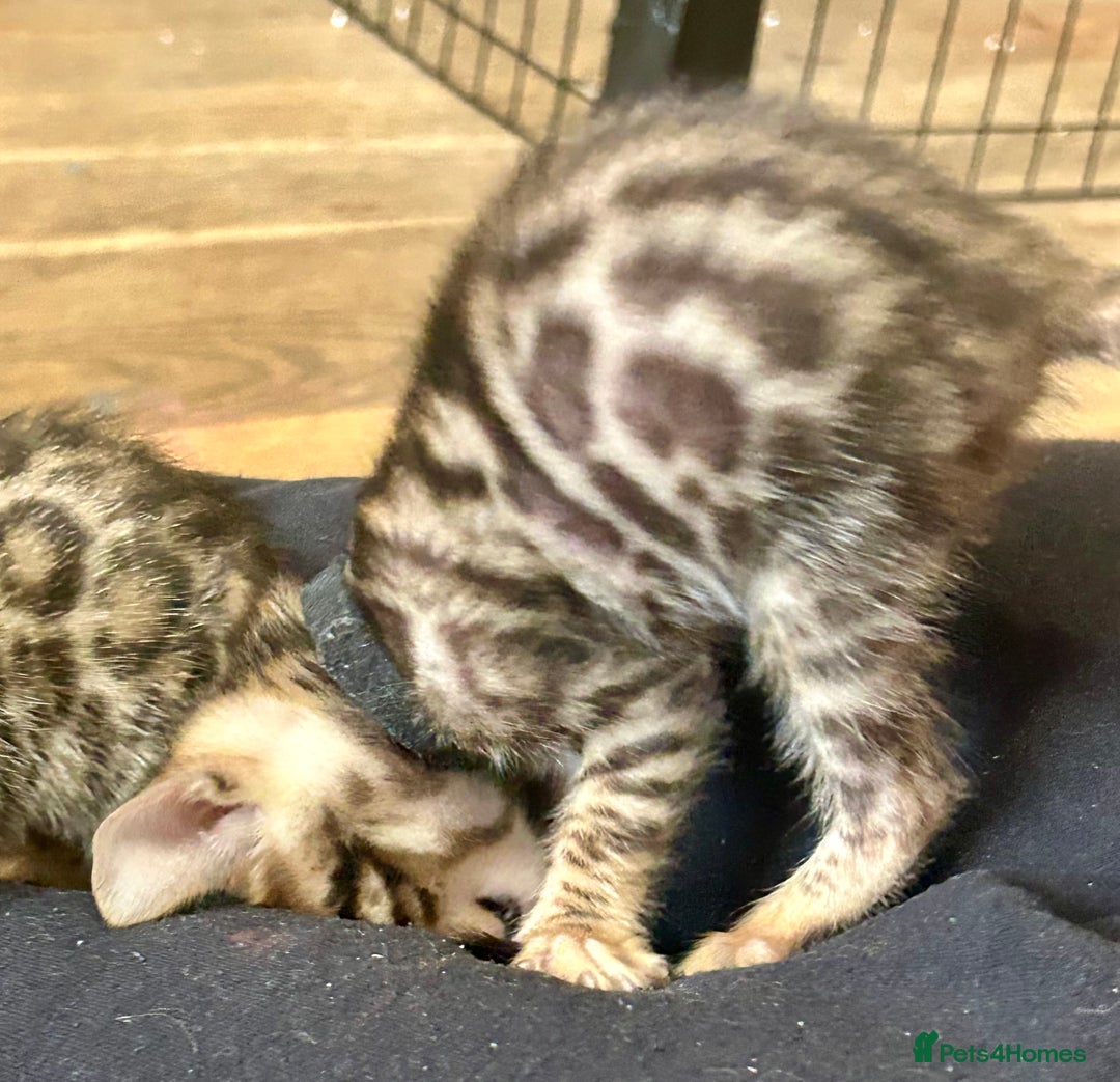 Bengal cats for sale: 6 Gorgeous Bengals kittens ready for reservation  - Image 21