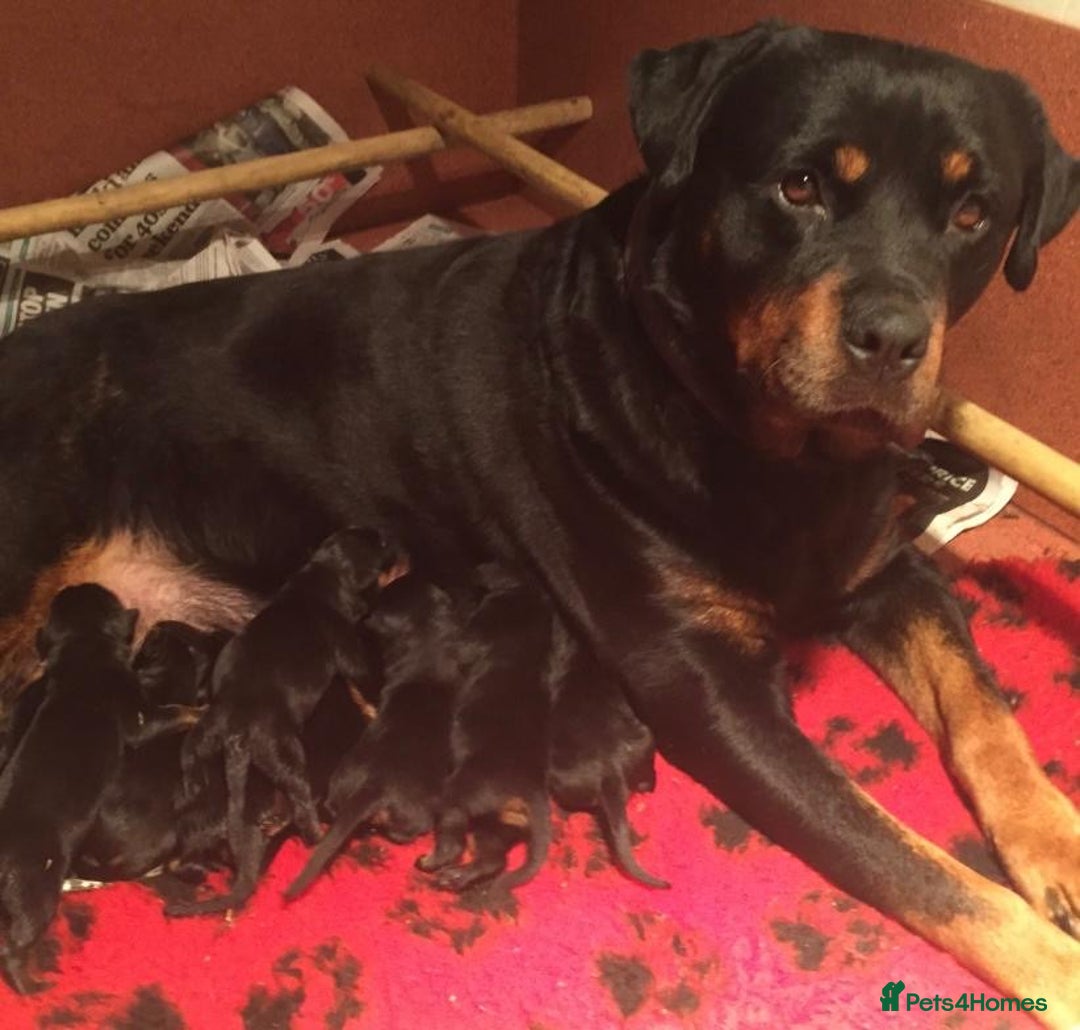 Rottweiler dogs for sale: Proper big old fashioned Rottie  pups ready now  - Advert 35