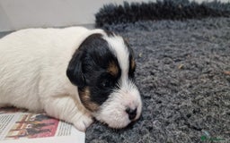 Jack Russell dogs for sale: KC Reg Jack Russell Pups,Parents DNA health tested - Image 28