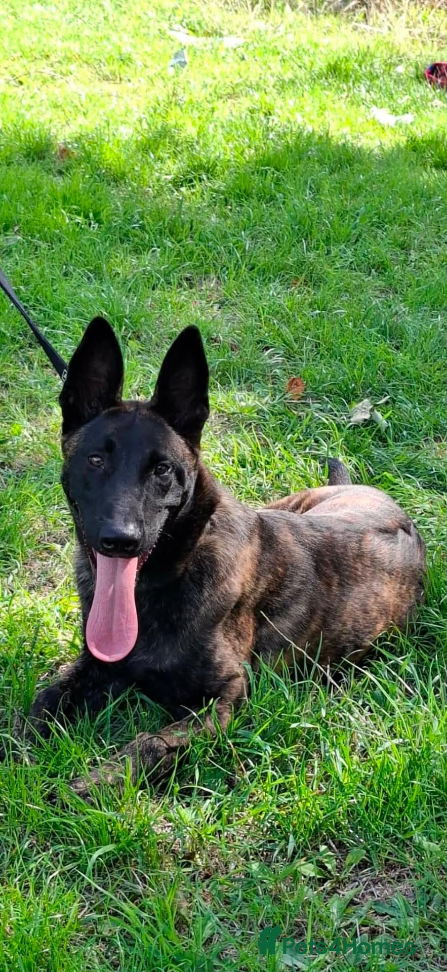 Belgian Shepherd Dog dogs Dutch shepherd  - Advert 18