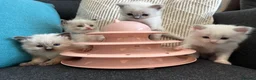 Ragdoll cats for sale: Pure ragdoll kittens sake London - Advert 12