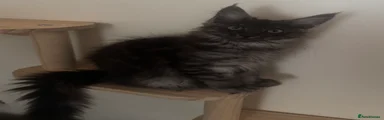 Maine Coon 4