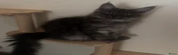 Maine Coon cats for sale: Beautiful Maine Coon Kittens  - Advert 2
