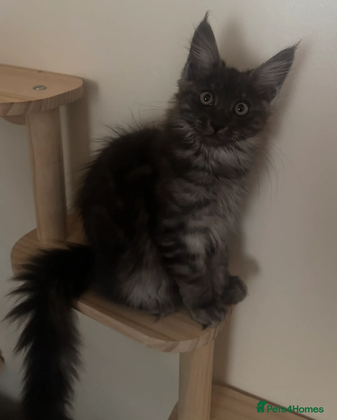 Maine Coon cats for sale: Beautiful Maine Coon Kittens  - Advert 2