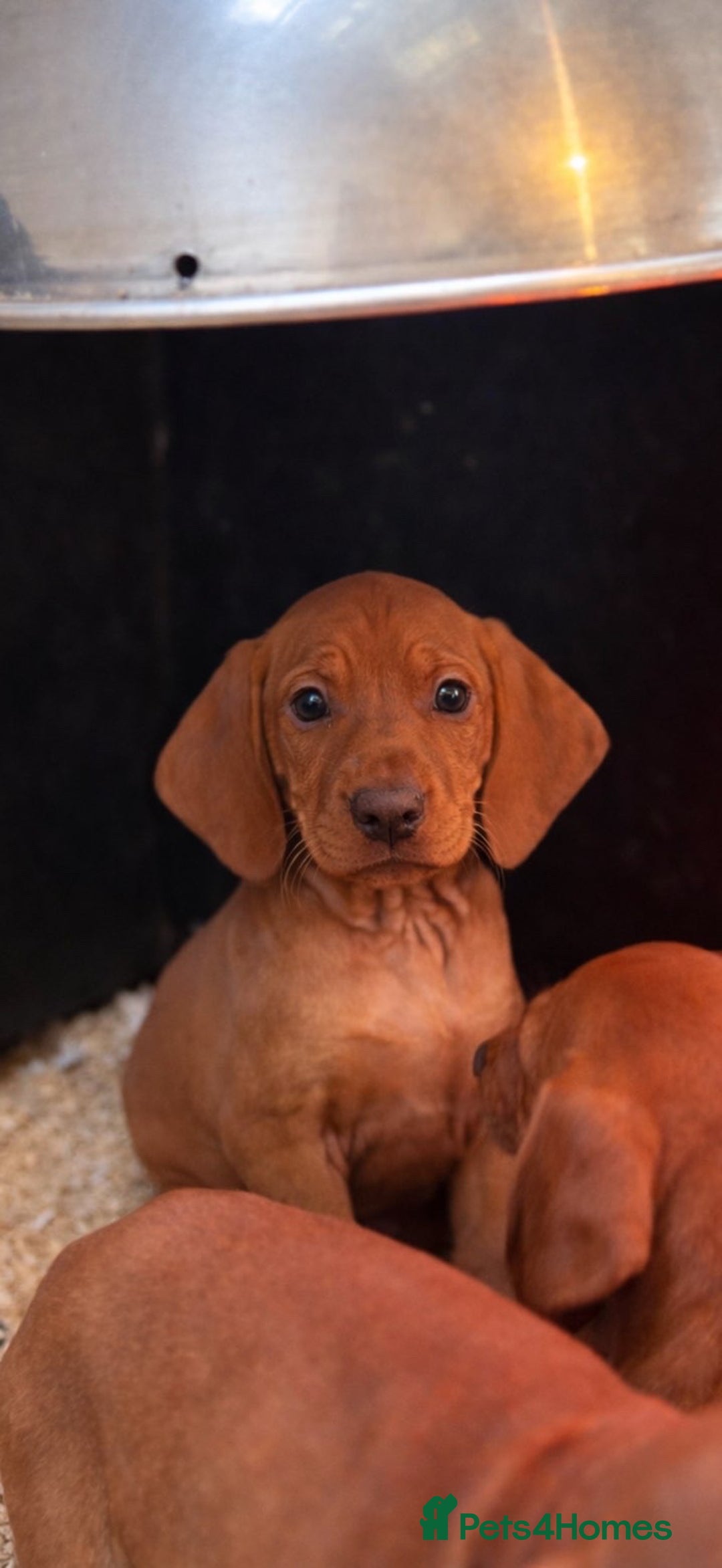 Hungarian Vizsla dogs for sale: Smooth Hungarian Vizslas  - Advert 1